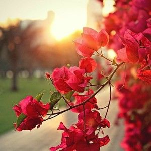 Meet your Posher, Lexi